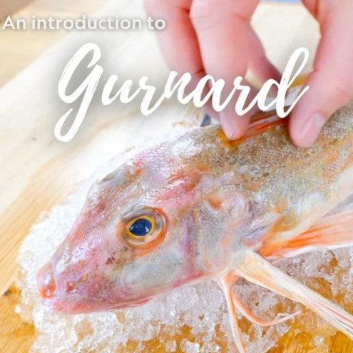 Gurnard (600 - 800g) - The Cornish Fishmonger