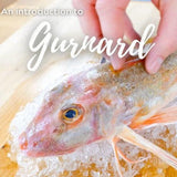 Gurnard (600 - 800g) - The Cornish Fishmonger