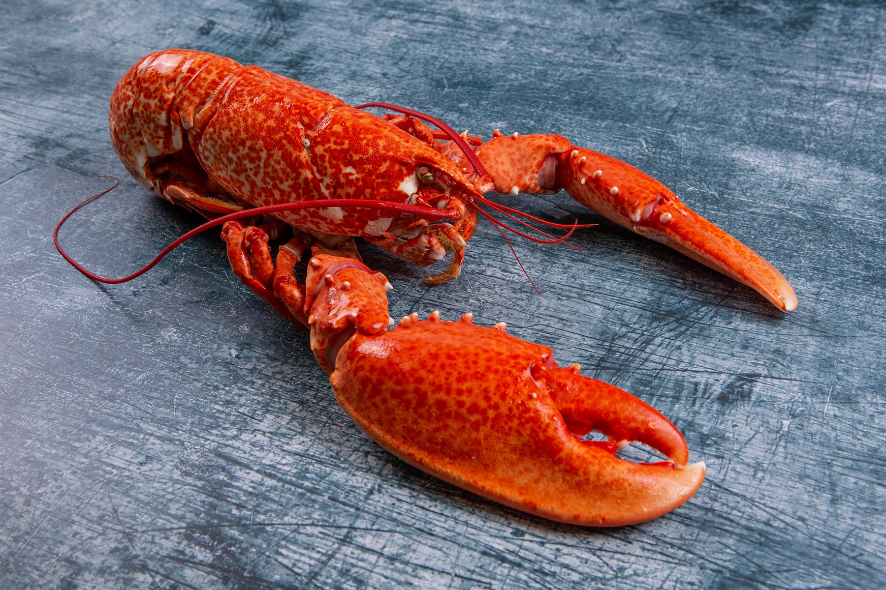 Whole Cornish Lobster